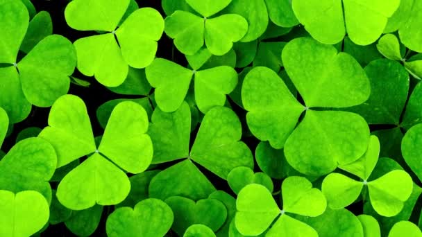 Hintergrund mit Kleeblatt zum St. Patricks-Tag. 4K-Bewegungs-Video mit Shamrock. — Stockvideo