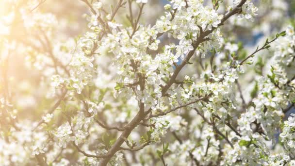 Körsbärsblommor grenar belysta av solljus på våren. Slow motion 4k video. — Stockvideo