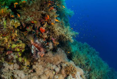 Kahverengi ve beyaz zehirli aslan balığı ve turuncu küçük balıkla mavi karanlık sularda güzel renkli resif düzeni.