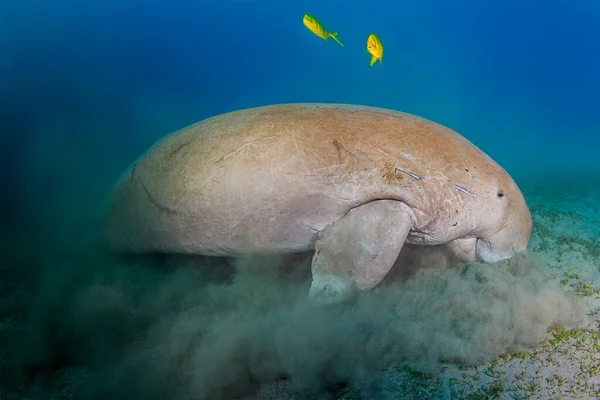 Enorma Sällsynta Stora Dugong Eller Seacow Djur Äter Grönt Gräs — Stockfoto