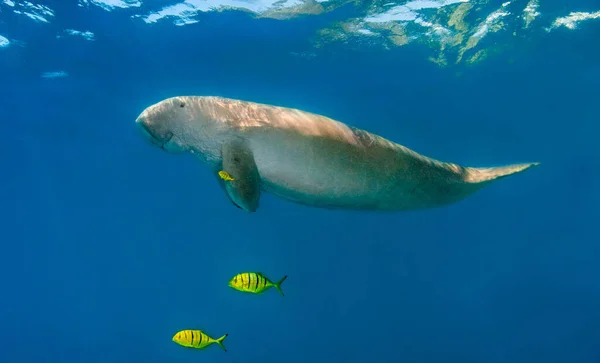 水面下の深い青色の紅海で2匹の黄色の小魚と平和的に泳ぐ珍しい大きな海の牛やDugong — ストック写真