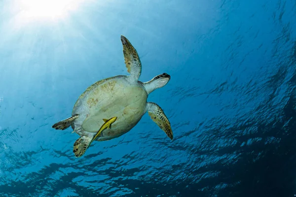 Vacker Stor Grön Sköldpadda Med Gul Remora Fisk Vän Flyger — Stockfoto