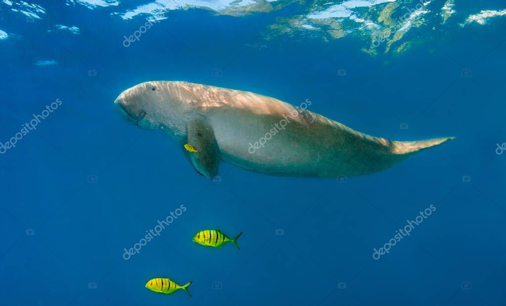dugong #hashtag