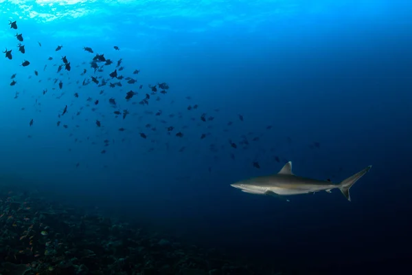 Tiburón Peligroso Nadando Cerca Del Arrecife Con Peces Negros Alrededor —  Fotos de Stock