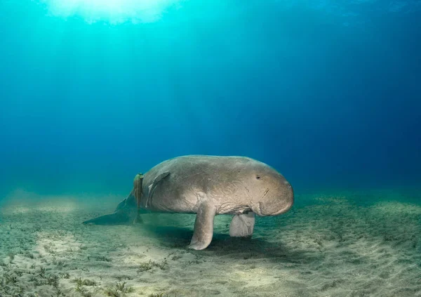 Big Sea Cow Dugong Een Blauw Water Onder Zon — Stockfoto