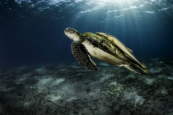 Fantastisk Sköldpadda Med Remora Ryggen Djupblå — Stockfoto