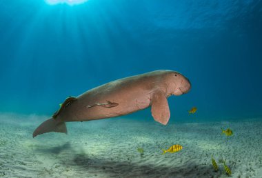 Büyük deniz ineği ve deniz ineği erkek remora ve balık ile huzur içinde Mısır 'ın derinliklerinde yüzüyor.
