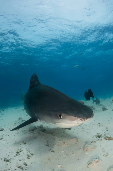 Big tiger shark with dangerous jaws in the deep of Indian Ocean on Maldives islands