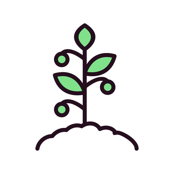 Tomato Plant Icon Vector Illustration — стоковый вектор