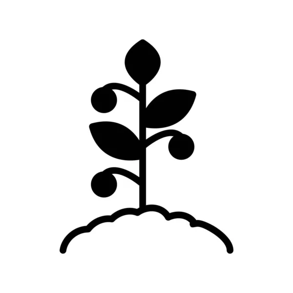 Tomato Plant Icon Vector Illustration — Wektor stockowy
