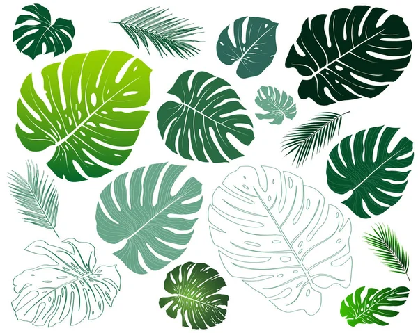 Typ Rostlinného Filodendronu Monstera Prvky Různé Botanické Listy Zelená Příroda — Stockový vektor
