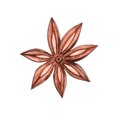 Beyaz arka planda izole edilmiş suluboya anason çizimi. İçkiler için. Baharat.