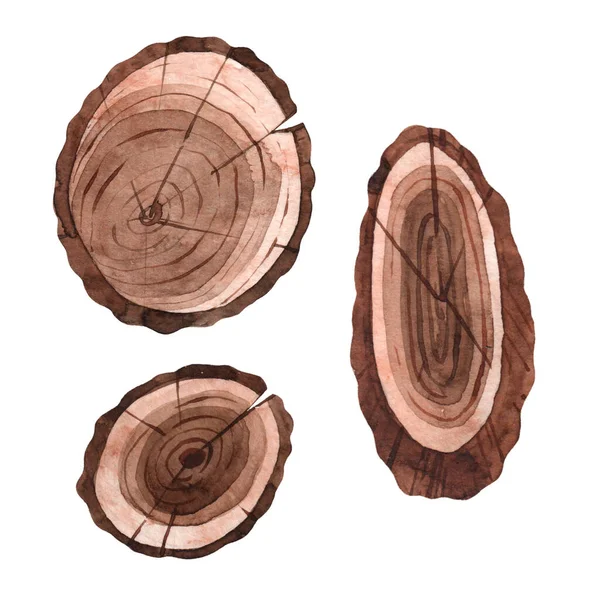 Beyaz arka planda izole edilmiş suluboya ağaç dilimleri. Kırsal biçim.