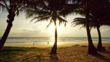 Sahildeki güzel hindistan cevizi palmiyeleri Phuket Tayland Palmiyeleri Sunset 'te ya da gündoğumu gökyüzü arkaplan palmiyeleri plajda mavi gökyüzü manzaralı