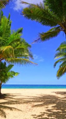 Sahilde güzel hindistan cevizi palmiyeleri Phuket Tayland Patong plaj adaları Palmiye yaprakları plajda beyaz kumlu deniz kıyısı gökyüzü yaz manzarası harika arka plan