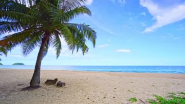 Sahilde güzel hindistan cevizi palmiyeleri Phuket Tayland Patong plaj adaları Palmiye yaprakları plajda beyaz kumlu deniz kıyısı gökyüzü yaz manzarası harika arka plan