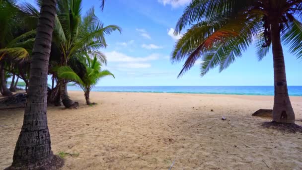 Prachtige Kokosnoot Palmbomen Het Strand Phuket Thailand Patong Strand Eilanden — Stockvideo