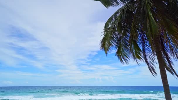 Piękne Palmy Kokosowe Plaży Phuket Tajlandia Patong Plaża Wyspy Palmy — Wideo stockowe