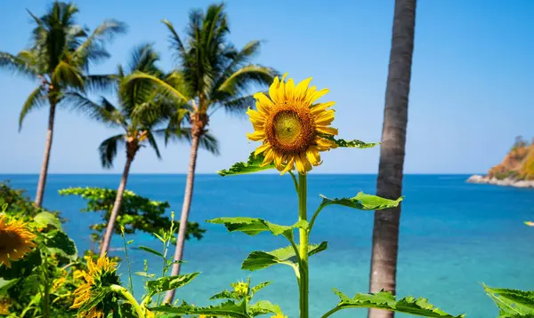 Beautiful Fields Sunflowers Summer Seashore Beautiful Sea Turquoise Water Surface — Stock Photo, Image