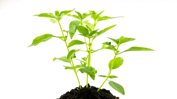 Jonge Groene Plant Bodem Groeien Uit Grond Geïsoleerd Witte Achtergrond — Stockfoto