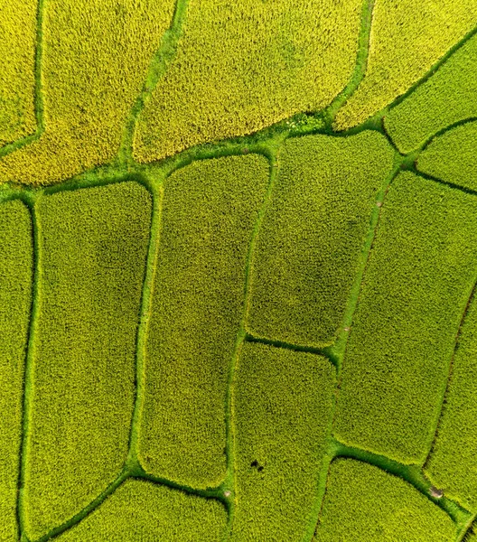 Fotografía Aérea Drones Arriba Hacia Abajo Campos Arroz Verde Dorado — Foto de Stock