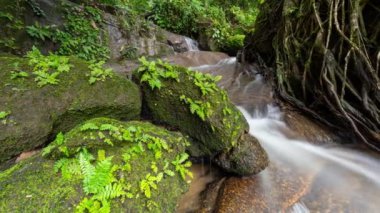 Phuket Tayland 'daki güzel yağmur ormanlarında Küçük Şelale' ye uzun süre maruz kalmak. Güzel doğa ağaçları.