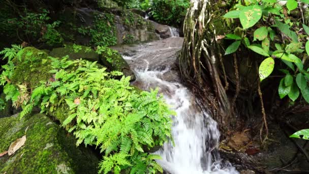 Маленькие Водопады Красивые Природа Видео Водопад Природы Тропических Лесах — стоковое видео