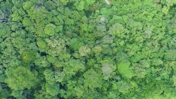 Εναέρια Πάνω Προς Κάτω Άποψη Φύση Τροπικά Ζούγκλα Πράσινο Τροπικό — Αρχείο Βίντεο