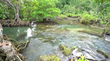 Tropikal ağaçların kökleri bataklık ormanlarında ve kristal berrak su kanallarında Tha Pom Klong Song Nam mangrove sulak arazisinde Krabi Tayland güzel doğa manzarası
