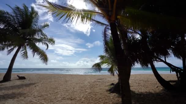 美丽的椰子树在海滩上的普吉泰国 巴东海滩上的棕榈树在海洋上 棕榈树沙滩上的树林令人惊奇的天空夏天的风景背景 — 图库视频影像