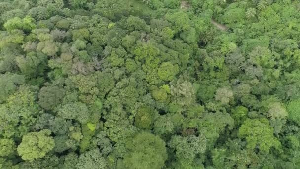 Úžasný hojný les Letecký pohled na lesní stromy Deštný prales ekosystém a zdravé prostředí pozadí Textura zelených stromů les shora dolů