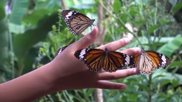 Mooie Vlinder Wappert Zijn Vleugels Hand Van Een Klein Meisje — Stockvideo