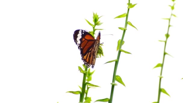Beautiful Butterfly Tropical Rainforest Monarch Butterfly Flower Butterfly Feeding Nectar — Stock Video