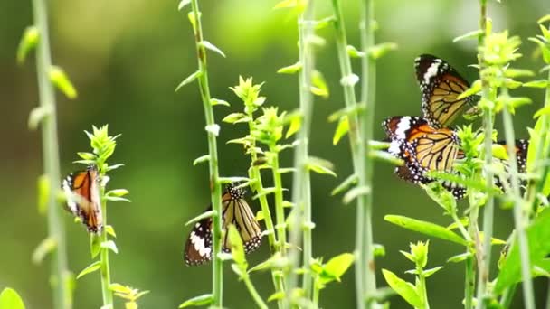 Hermosa Mariposa Selva Tropical Mariposa Monarca Flor Mariposa Alimentándose Néctar — Vídeo de stock