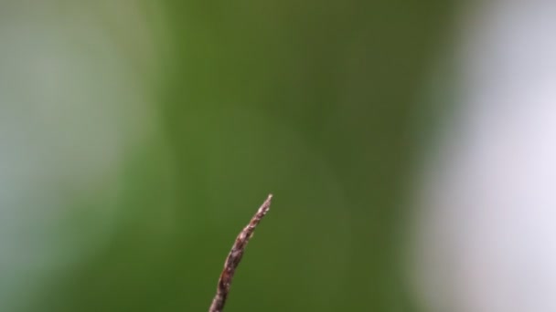 Červená Vážky Vznášející Nad Větvičkou Pak Sedí Větvičce Krásný Zvířecí — Stock video
