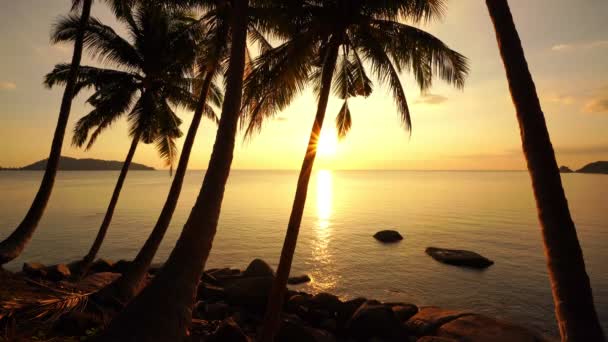 Silhouette Φοίνικες Καρύδας Στο Ηλιοβασίλεμα Την Ανατολή Του Ηλίου Πάνω — Αρχείο Βίντεο