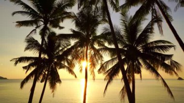 Gün batımında hindistan cevizi palmiyesi ağaçları ya da deniz üzerinde gün doğumunda gökyüzü inanılmaz hafif doğa rengarenk gökyüzü ve bulutlar 10-2021 Phuket adasında deniz manzarası