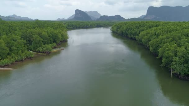 Forêt Tropicale Mangroves Forêt Abondante Incroyable Thaïlande Belle Vue Sur — Video