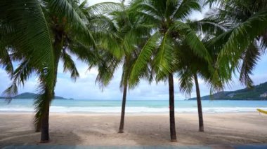 Sahilde güzel hindistan cevizi palmiyeleri Phuket Tayland Patong plaj adaları Palmiye yaprakları plajda beyaz kumlu deniz kıyısı gökyüzü yaz manzarası harika arka plan