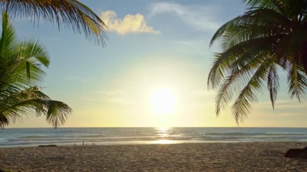 타이의 해변에 아름다운 야자나무들 바다에 해변의 제도의 야자나무들 풍경을 배경으로 — 비디오