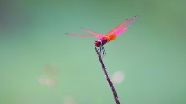 Zeitlupenaufnahme Einer Roten Libelle Die Über Dem Zweig Schwebt Und — Stockvideo