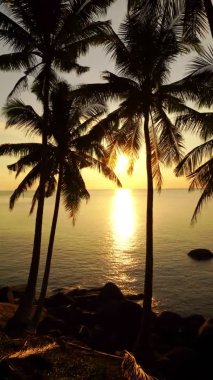 Siluet hindistan cevizi palmiyeleri ve güzel günbatımı gökyüzü denizin üzerinde İnanılmaz hafif doğa rengarenk manzara Güzel doğa gökyüzü ve bulutlar Phuket adasında deniz manzarası
