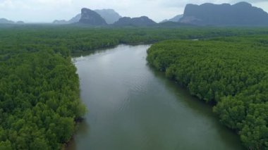 Tropikal Mangrovlar Ormanı Tayland 'da inanılmaz bereketli bir orman Güzel manzara doğa manzarası