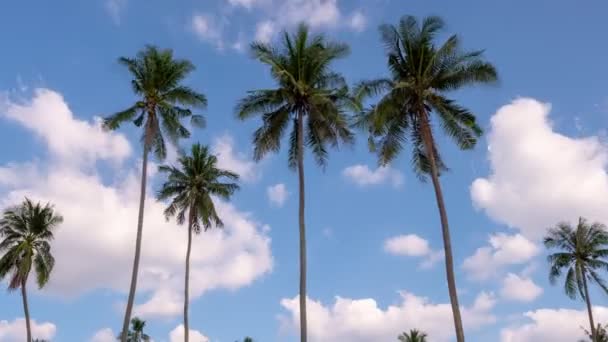 Тімелапс Блакитного Неба Хмар Кокосовими Пальмами Пхукет Таїланд Сонячний Літній — стокове відео