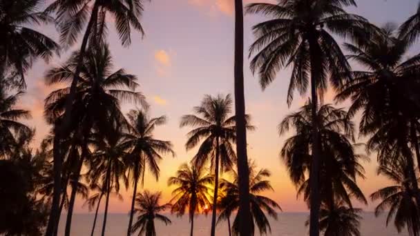 Zeitraffer Des Sonnenuntergangs Himmel Und Wolken Mit Kokospalmen Phuket Thailand — Stockvideo