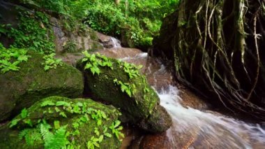Küçük şelaleler orman bitkilerinin yeşiliyle çevrili. Bol yeşil orman ağaçları. Dolly kayıyor.