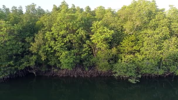 Incredibile Abbondante Foresta Mangrovie Vista Aerea Degli Alberi Della Foresta — Video Stock