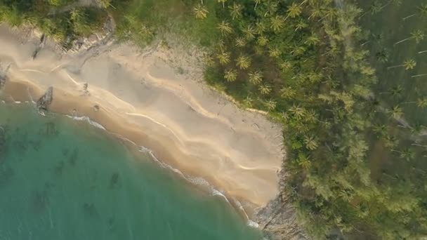 Draufsicht Strand Mit Kokospalmen Tropischen Meer Sommerurlaub Und Tourenkonzept Schöner — Stockvideo