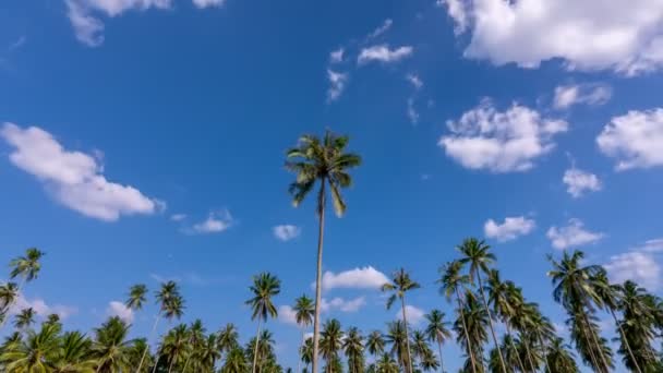 Timelapse Cielo Azul Nubes Con Palmeras Coco Phuket Tailandia Día — Vídeo de stock