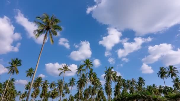 Тімелапс Блакитного Неба Хмар Кокосовими Пальмами Пхукет Таїланд Сонячний Літній — стокове відео